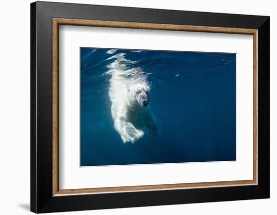 Underwater Polar Bear, Nunavut, Canada-Paul Souders-Framed Photographic Print