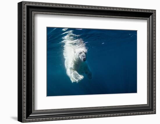 Underwater Polar Bear, Nunavut, Canada-Paul Souders-Framed Photographic Print