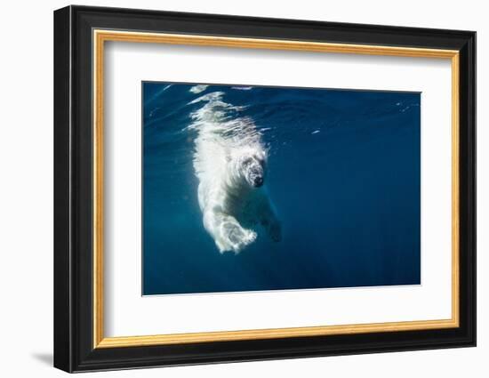 Underwater Polar Bear, Nunavut, Canada-Paul Souders-Framed Photographic Print