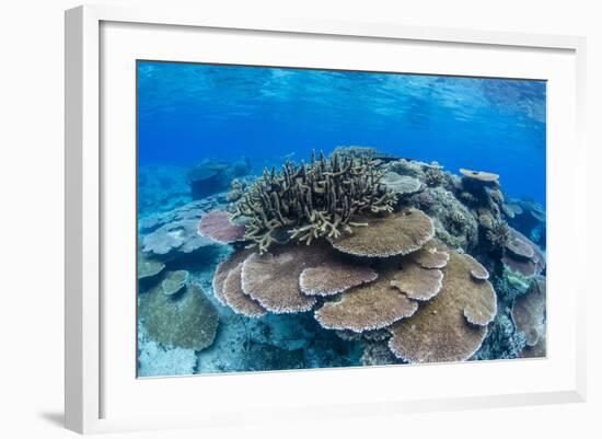 Underwater Profusion of Hard Plate Corals at Pulau Setaih Island, Natuna Archipelago, Indonesia-Michael Nolan-Framed Photographic Print