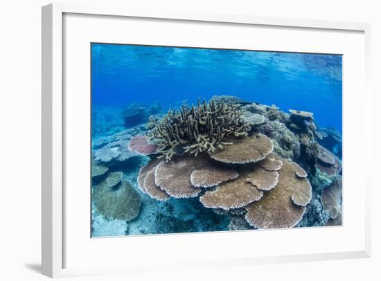 Underwater Profusion of Hard Plate Corals at Pulau Setaih Island, Natuna Archipelago, Indonesia-Michael Nolan-Framed Photographic Print