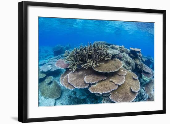 Underwater Profusion of Hard Plate Corals at Pulau Setaih Island, Natuna Archipelago, Indonesia-Michael Nolan-Framed Photographic Print