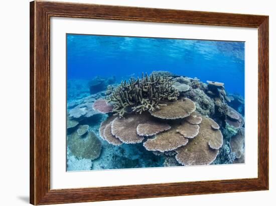 Underwater Profusion of Hard Plate Corals at Pulau Setaih Island, Natuna Archipelago, Indonesia-Michael Nolan-Framed Photographic Print