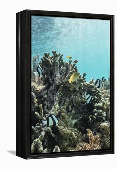 Underwater Reef System on Pink Sand Beach, Komodo National Park, Komodo Island, Indonesia-Michael Nolan-Framed Premier Image Canvas