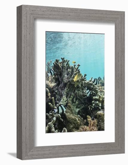 Underwater Reef System on Pink Sand Beach, Komodo National Park, Komodo Island, Indonesia-Michael Nolan-Framed Photographic Print