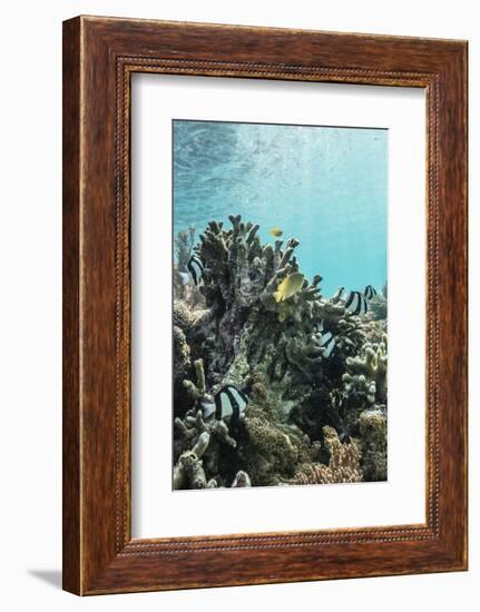 Underwater Reef System on Pink Sand Beach, Komodo National Park, Komodo Island, Indonesia-Michael Nolan-Framed Photographic Print