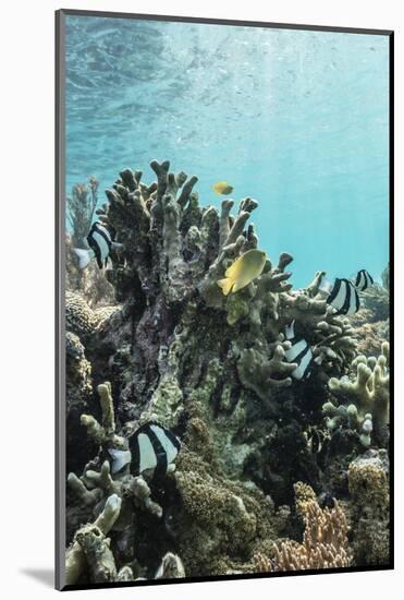 Underwater Reef System on Pink Sand Beach, Komodo National Park, Komodo Island, Indonesia-Michael Nolan-Mounted Photographic Print