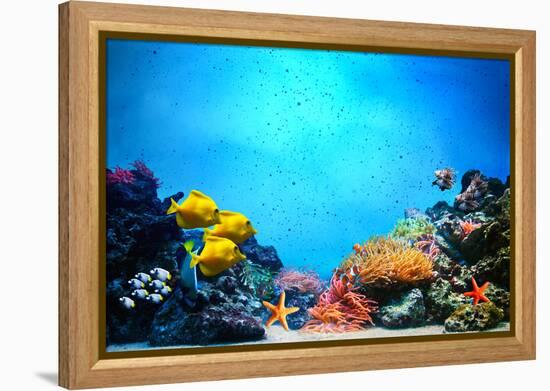 Underwater Scene-Michal Bednarek-Framed Premier Image Canvas