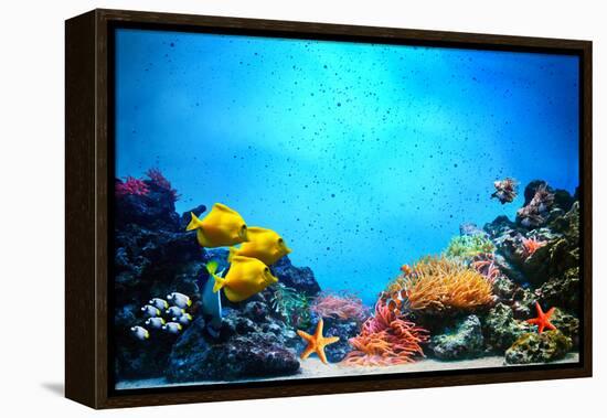 Underwater Scene-Michal Bednarek-Framed Premier Image Canvas