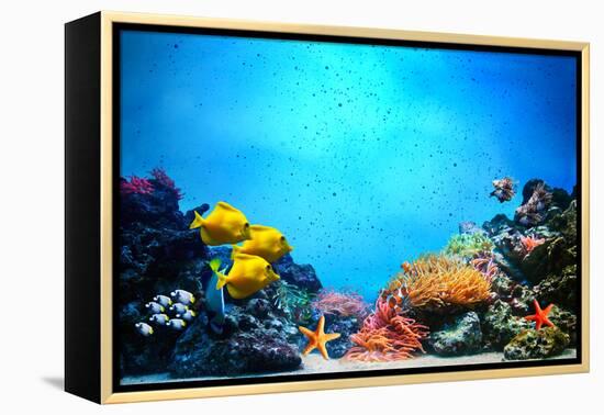 Underwater Scene-Michal Bednarek-Framed Premier Image Canvas