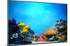 Underwater Scene-Michal Bednarek-Mounted Photographic Print