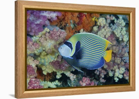 Underwater Scenic of Angelfish and Coral, Raja Ampat, Papua, Indonesia-Jaynes Gallery-Framed Premier Image Canvas