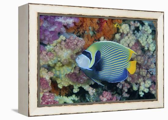 Underwater Scenic of Angelfish and Coral, Raja Ampat, Papua, Indonesia-Jaynes Gallery-Framed Premier Image Canvas