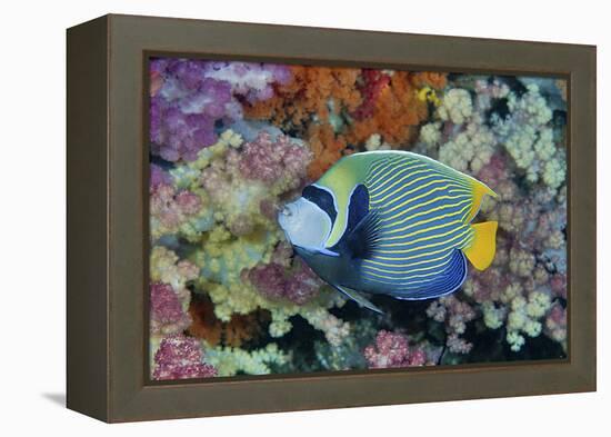 Underwater Scenic of Angelfish and Coral, Raja Ampat, Papua, Indonesia-Jaynes Gallery-Framed Premier Image Canvas