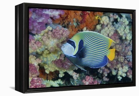 Underwater Scenic of Angelfish and Coral, Raja Ampat, Papua, Indonesia-Jaynes Gallery-Framed Premier Image Canvas