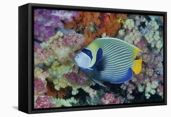 Underwater Scenic of Angelfish and Coral, Raja Ampat, Papua, Indonesia-Jaynes Gallery-Framed Premier Image Canvas