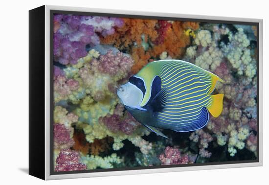 Underwater Scenic of Angelfish and Coral, Raja Ampat, Papua, Indonesia-Jaynes Gallery-Framed Premier Image Canvas