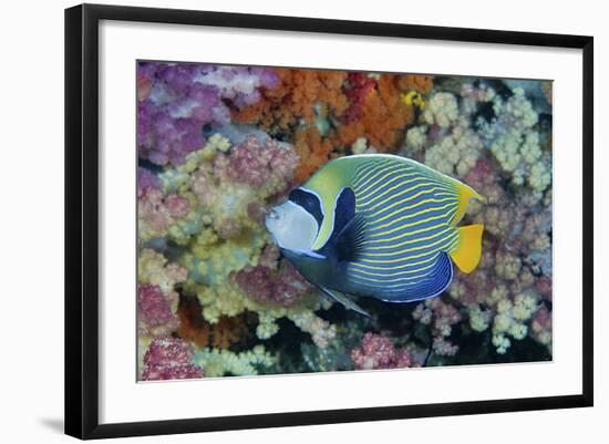 Underwater Scenic of Angelfish and Coral, Raja Ampat, Papua, Indonesia-Jaynes Gallery-Framed Photographic Print