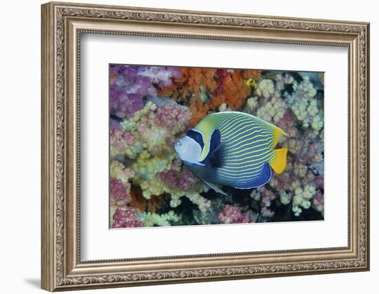 Underwater Scenic of Angelfish and Coral, Raja Ampat, Papua, Indonesia-Jaynes Gallery-Framed Photographic Print