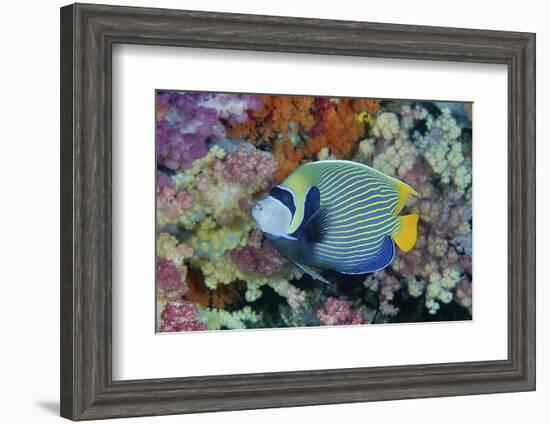 Underwater Scenic of Angelfish and Coral, Raja Ampat, Papua, Indonesia-Jaynes Gallery-Framed Photographic Print