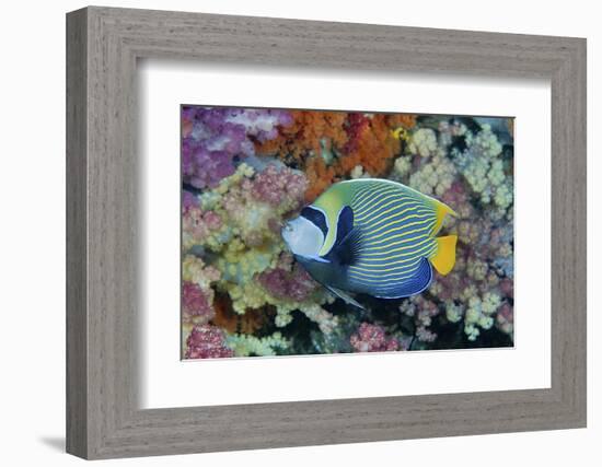 Underwater Scenic of Angelfish and Coral, Raja Ampat, Papua, Indonesia-Jaynes Gallery-Framed Photographic Print