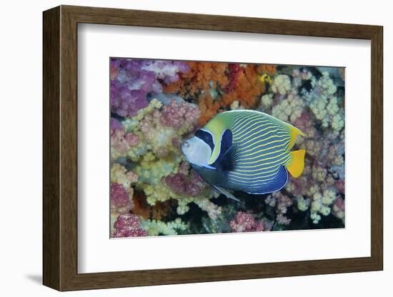 Underwater Scenic of Angelfish and Coral, Raja Ampat, Papua, Indonesia-Jaynes Gallery-Framed Photographic Print