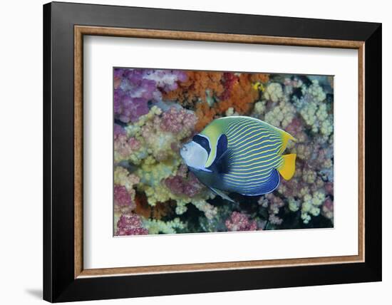 Underwater Scenic of Angelfish and Coral, Raja Ampat, Papua, Indonesia-Jaynes Gallery-Framed Photographic Print