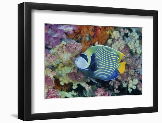 Underwater Scenic of Angelfish and Coral, Raja Ampat, Papua, Indonesia-Jaynes Gallery-Framed Photographic Print