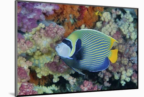 Underwater Scenic of Angelfish and Coral, Raja Ampat, Papua, Indonesia-Jaynes Gallery-Mounted Photographic Print