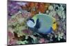 Underwater Scenic of Angelfish and Coral, Raja Ampat, Papua, Indonesia-Jaynes Gallery-Mounted Photographic Print
