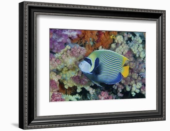 Underwater Scenic of Angelfish and Coral, Raja Ampat, Papua, Indonesia-Jaynes Gallery-Framed Photographic Print