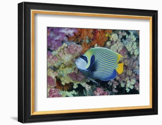 Underwater Scenic of Angelfish and Coral, Raja Ampat, Papua, Indonesia-Jaynes Gallery-Framed Photographic Print