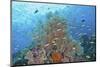 Underwater Scenic of Fish and Coral, Raja Ampat, Papua, Indonesia-Jaynes Gallery-Mounted Photographic Print