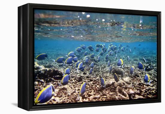 Underwater, School of Surgeonfish, Snorkler-Catharina Lux-Framed Premier Image Canvas