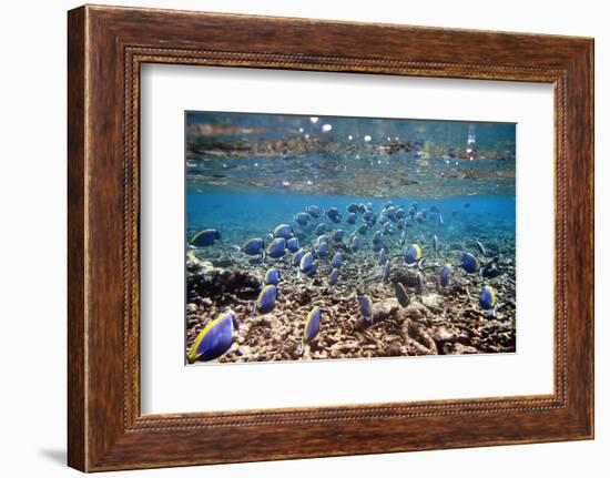 Underwater, School of Surgeonfish, Snorkler-Catharina Lux-Framed Photographic Print