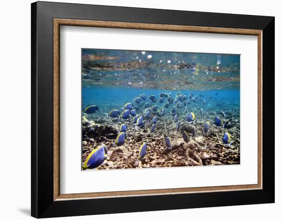 Underwater, School of Surgeonfish, Snorkler-Catharina Lux-Framed Photographic Print