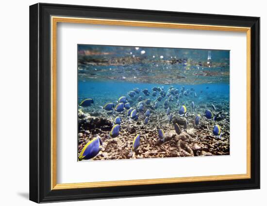 Underwater, School of Surgeonfish, Snorkler-Catharina Lux-Framed Photographic Print