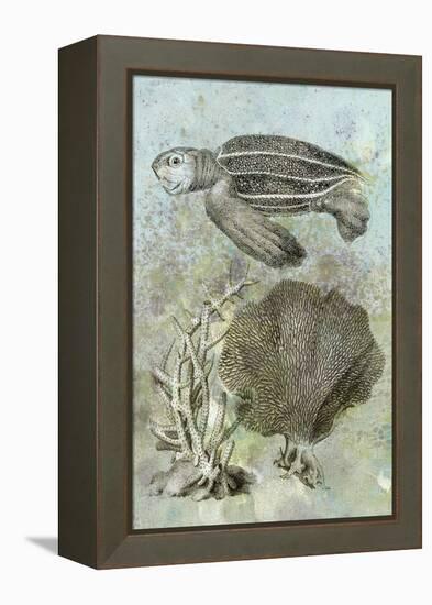 Underwater Sea Turtle II-Vision Studio-Framed Stretched Canvas