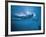 Underwater Shot of Debbie Meyer Swimming at the Summer Olympics-null-Framed Premium Photographic Print