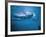 Underwater Shot of Debbie Meyer Swimming at the Summer Olympics-null-Framed Premium Photographic Print