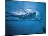 Underwater Shot of Debbie Meyer Swimming at the Summer Olympics-null-Mounted Premium Photographic Print