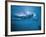 Underwater Shot of Debbie Meyer Swimming at the Summer Olympics-null-Framed Premium Photographic Print