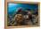 Underwater Shot of the Vivid Coral Reef at Sunny Day-Dudarev Mikhail-Framed Premier Image Canvas