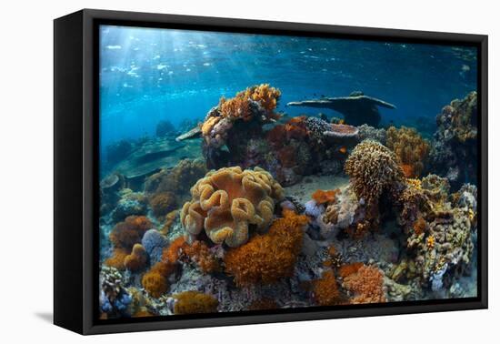 Underwater Shot of the Vivid Coral Reef at Sunny Day-Dudarev Mikhail-Framed Premier Image Canvas