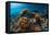 Underwater Shot of the Vivid Coral Reef at Sunny Day-Dudarev Mikhail-Framed Premier Image Canvas
