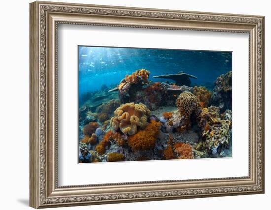 Underwater Shot of the Vivid Coral Reef at Sunny Day-Dudarev Mikhail-Framed Photographic Print