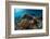 Underwater Shot of the Vivid Coral Reef at Sunny Day-Dudarev Mikhail-Framed Photographic Print