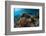 Underwater Shot of the Vivid Coral Reef at Sunny Day-Dudarev Mikhail-Framed Photographic Print