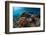 Underwater Shot of the Vivid Coral Reef at Sunny Day-Dudarev Mikhail-Framed Photographic Print