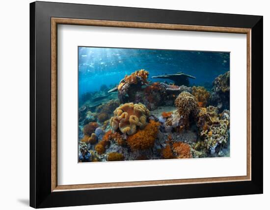 Underwater Shot of the Vivid Coral Reef at Sunny Day-Dudarev Mikhail-Framed Photographic Print